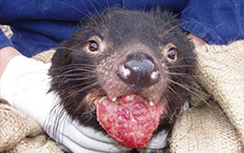 Tasmanian devil with Devil facial tumor disease, an infectious cancer,
